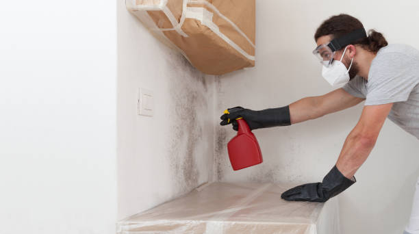 Basement Mold Remediation treatment on basement walls in Jupiter