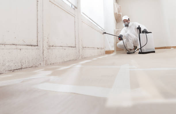 Black mold remediation team in Jupiter