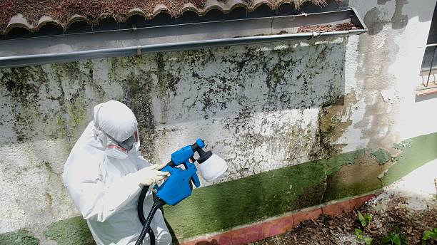 Mold Removal service in Jupiter